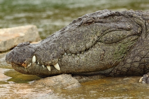 Крокодил крупным планом - Болотный крокодил.