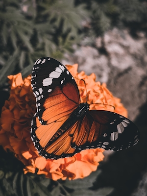оранжевая бабочка сидит на бархатцах 