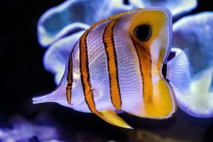 Медно-полосатая бабочка проплывает мимо мягкого коралла в аквариуме. Этих рыб также называют клювастыми коралловыми рыбами.