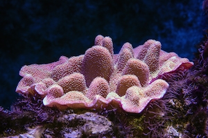 Красивый розовый мягкий коралл в аквариуме Кэрнса.