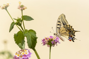 крупная бежевая бабочка на цветке 