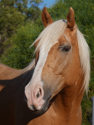 крупный план коричневой лошади с белой гривой 