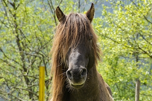 портрет дикой лошади