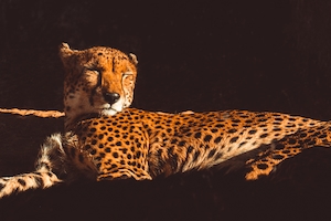 гепард лежит на солнце 