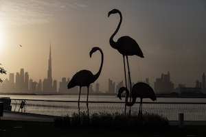 Гавань Дубай-Крик, ОАЭ 2020, фламинго