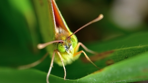 зеленая бабочка, макросъемка