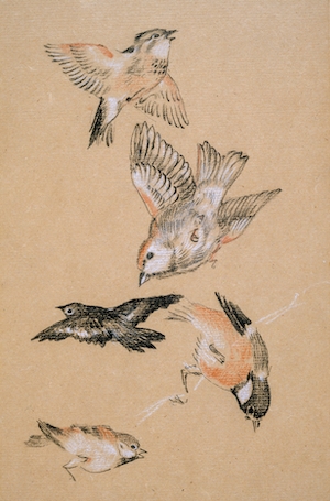 иллюстрация птиц 