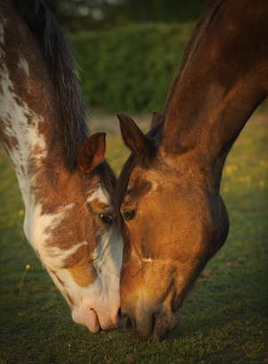 Самец и самка лошади смотрят друг на друга во время выпаса.
