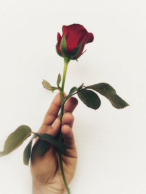 Красная роза в руке человека, крупный план 