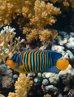 полосатая тропическая рыба на фоне кораллов, вид сбоку, крупный план