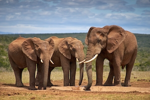 слоны на сафари 