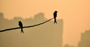 Птицы нежатся в лучах раннего утреннего восхода