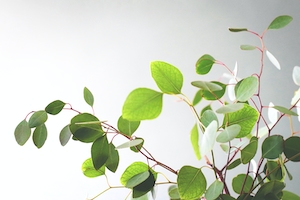 Эвкалипт. Ветки зеленых растений, зеленые листья на ветках, зеленые листья крупным планом 