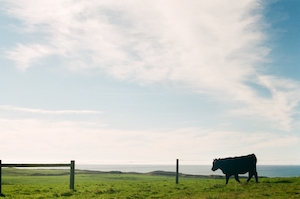 черная корова на поле 