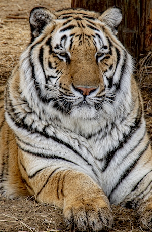 портрет тигра, крупный план 