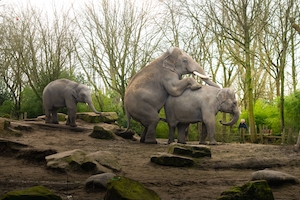 Слоны занимаются любовью в зоопарке. Бивни, камни.