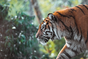 профиль тигра, крупный план 