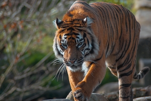  крупный план гуляющего тигра