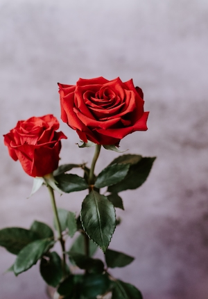 Две красные розы на сером фоне