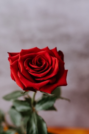 Одиночная красная роза перед фоном. Цветок красной розы, крупный план 
