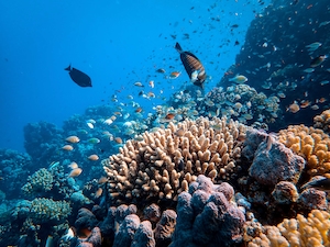 коралловый риф, подводный мир 