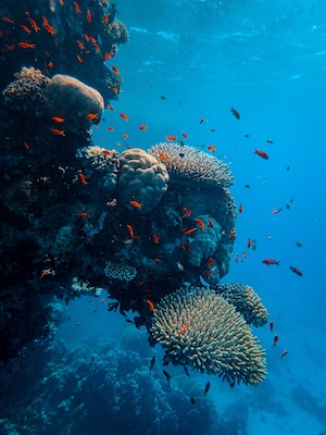 Коралловый риф, подводный мир, кораллы 