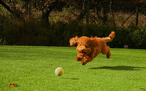 собака пытается поймать мяч в парке 