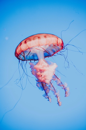 медуза в океане 