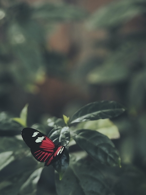 красно-черная бабочка на зеленом цветке 