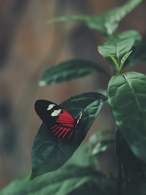 черно-красная бабочка сидит на зеленом листе 