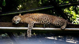 леопард спит на мостике 