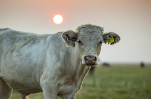 белая корова с желтыми бирками смотрит в кадр на фоне заката 