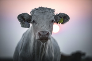 белая корова смотрит в кадр на фоне заката 
