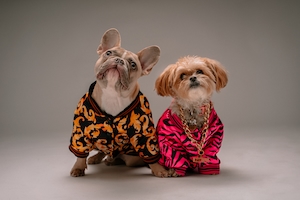 домашние собаки в модной одежде 
