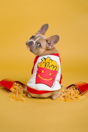 собака в одежде сидит рядом с картофелем фри на желтом фоне 