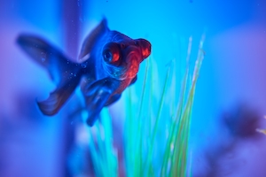 Забавная рыбка с большими глазами, светящимися красным и синим.