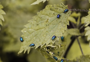 маленькие голубые жучки на листе крапивы 