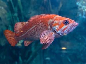 оранжевая рыбка, крупный план, вид сбоку 
