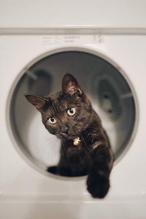 Черный кот в стиральной машине 