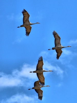 Четыре песчаных журавля летят в голубом небе.