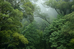 Горный лес в тумане 