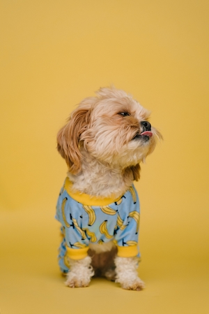 собака в одежде показывает язык