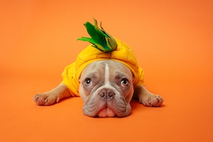 собака в костюме ананаса на оранжевом фоне 
