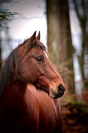 профиль коричневой лошади, крупный план 