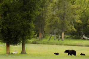 Мама-медведица и ее медвежата на поле возле леса 