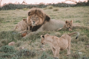 Самец льва с детенышами в саванне 