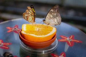 две бабочки сидят на половинке апельсина 