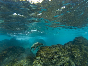 Черепаха в голубой воде Гавайев, черепаха плавает под водой, черепаха в океане 