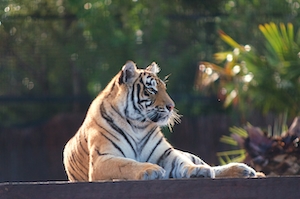 Тигр лежит на фоне зеленых растений 