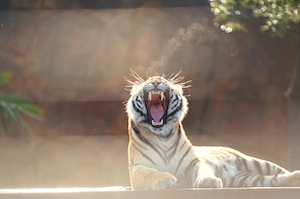 тигр зевает лежа на плоской поверхности 